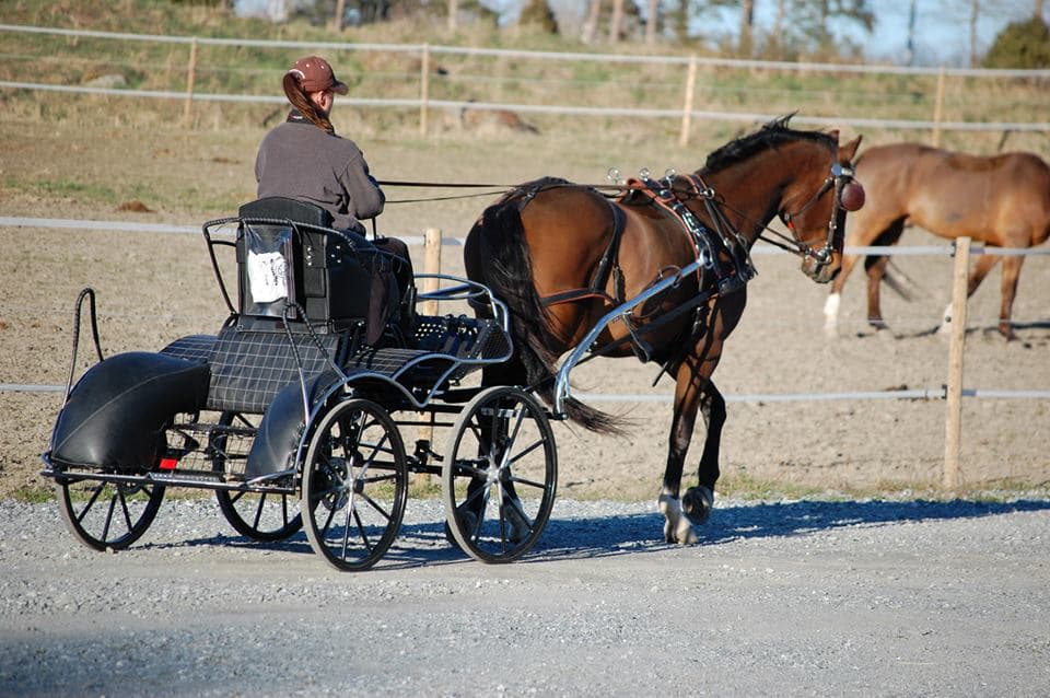 Profesjonalny maraton jednokonny